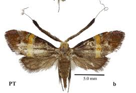 Attēlu rezultāti vaicājumam “Adelidae”