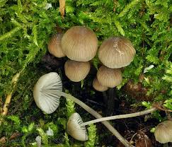 Attēlu rezultāti vaicājumam “Mycena abramsii”