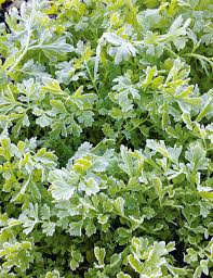 Image result for Gartenkresse