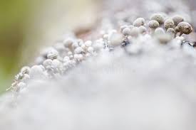 Attēlu rezultāti vaicājumam “Phleogena faginea”