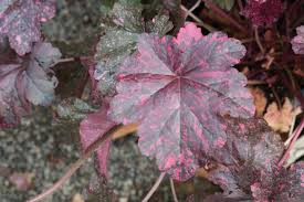 Image result for Heuchera `Midnight Rose`