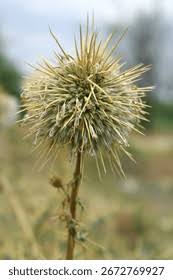 Attēlu rezultāti vaicājumam “Echinops sphaerocephalus”