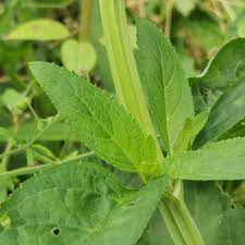 Attēlu rezultāti vaicājumam “Scrophularia umbrosa”