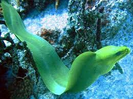 Image result for Gymnothorax funebris