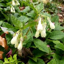 Attēlu rezultāti vaicājumam “Symphytum grandiflorum”