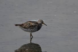 Image result for Calidris tenuirostris