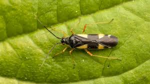 Attēlu rezultāti vaicājumam “Dryophilocoris flavoquadrimaculatus”