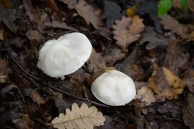 Attēlu rezultāti vaicājumam “Tricholoma album”