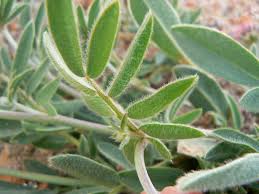 Attēlu rezultāti vaicājumam “Anthyllis arenaria”