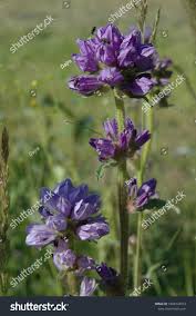 Attēlu rezultāti vaicājumam “Campanula cervicaria flower”