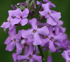 Attēlu rezultāti vaicājumam “Hesperis matronalis bud”