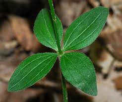 Attēlu rezultāti vaicājumam “Galium rivale leaf”