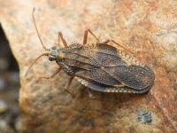 Attēlu rezultāti vaicājumam “Physatocheila smreczynskii”