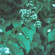 Attēlu rezultāti vaicājumam “Phellodendron amurense bud”