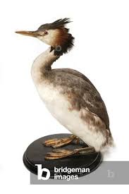 Attēlu rezultāti vaicājumam “Podiceps cristatus”