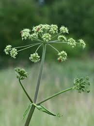 Attēlu rezultāti vaicājumam “Heracleum sphondylium subsp. sibiricum”