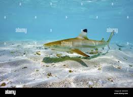 Image result for Carcharhinus melanopterus