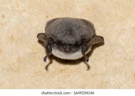 Attēlu rezultāti vaicājumam “Myotis dasycneme”