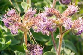 Image result for Phacelia