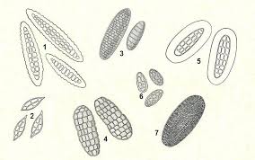 Attēlu rezultāti vaicājumam “Lignydium muscorum spores”