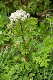 Attēlu rezultāti vaicājumam “Angelica sylvestris flower”