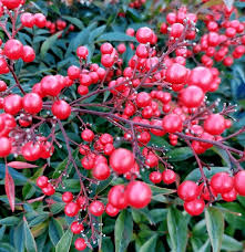Attēlu rezultāti vaicājumam “Berberidaceae”