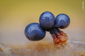 Attēlu rezultāti vaicājumam “Cribraria argillacea spores”