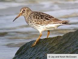 Attēlu rezultāti vaicājumam “Calidris maritima adult”