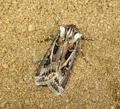 Attēlu rezultāti vaicājumam “Agrotis vestigialis”