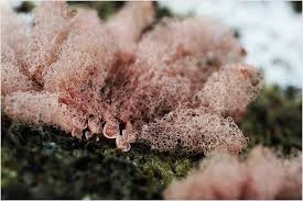 Attēlu rezultāti vaicājumam “Arcyria incarnata young”