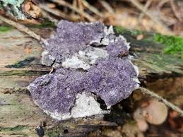 Attēlu rezultāti vaicājumam “Oligonema favogineum plasmodium”