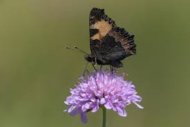 Attēlu rezultāti vaicājumam “Aglais urticae”