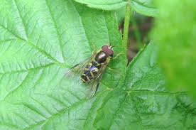 Attēlu rezultāti vaicājumam “Dasysyrphus tricinctus”