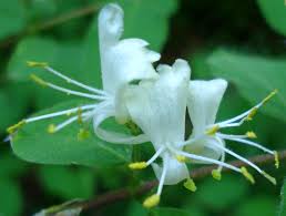 Attēlu rezultāti vaicājumam “Lonicera xylosteum flower”