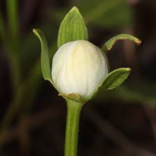 Attēlu rezultāti vaicājumam “Parnassia palustris fruit”