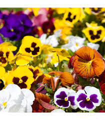 Image result for Viola x wittrockiana `Hiemalis`