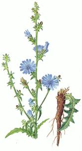 Image result for Chicorée