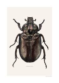 Attēlu rezultāti vaicājumam “Osmoderma barnabita imago”