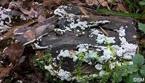 Attēlu rezultāti vaicājumam “Physisporinus sanguinolentus”