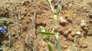 Attēlu rezultāti vaicājumam “Polygonum arenastrum flower”