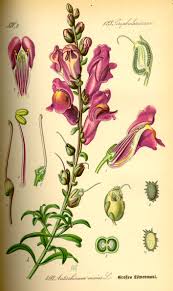 Attēlu rezultāti vaicājumam “Antirrhinum majus”