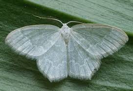 Attēlu rezultāti vaicājumam “Jodis putata”