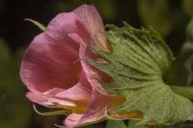 Attēlu rezultāti vaicājumam “Antrodia gossypium”