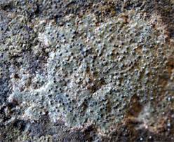 Attēlu rezultāti vaicājumam “Verrucaria hydrela”