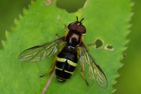 Attēlu rezultāti vaicājumam “Dasysyrphus tricinctus”