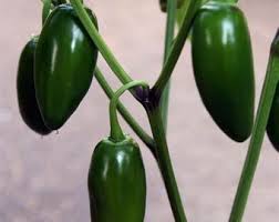 Afbeeldingsresultaat voor biker billy jalapeno hot pepper