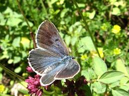 Attēlu rezultāti vaicājumam “Phengaris arion upperside”