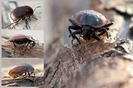 Attēlu rezultāti vaicājumam “Silpha sp.”