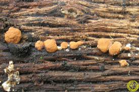 Attēlu rezultāti vaicājumam “Hypocrea rufa”