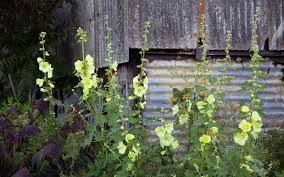 Image result for Alcea rugosa